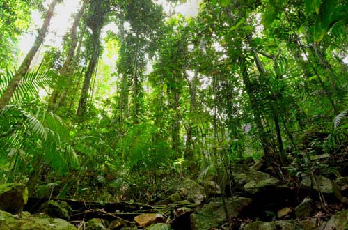 Ini Andil Pariwisata dalam Melestarikan Hutan Indonesia