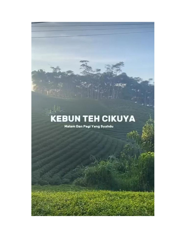 Kebun Teh Cikuya Kabupaten Lebak
